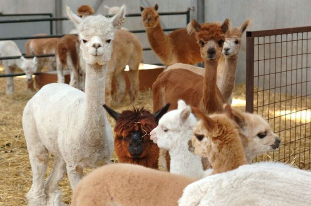 Alapca's van Alpaca Pachmana in Ham