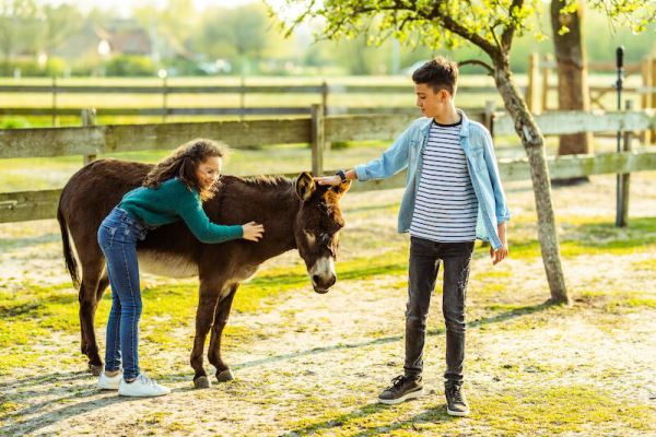 Kinderen knuffel een ezel in 't Ezelsbrugske in Pelt