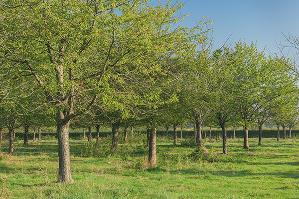 Hoogstamboomgaard in Diepenbeek