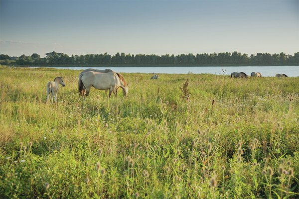Wilde konikpaarden grazen aan de oever van de Maas