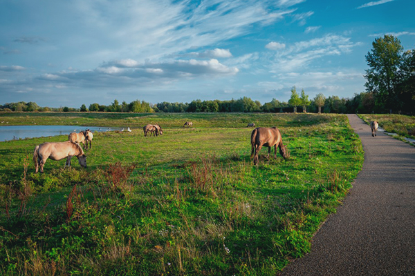 Konikpaarden grazen aan de oevers van de Maas in Dilsen-Stokkem