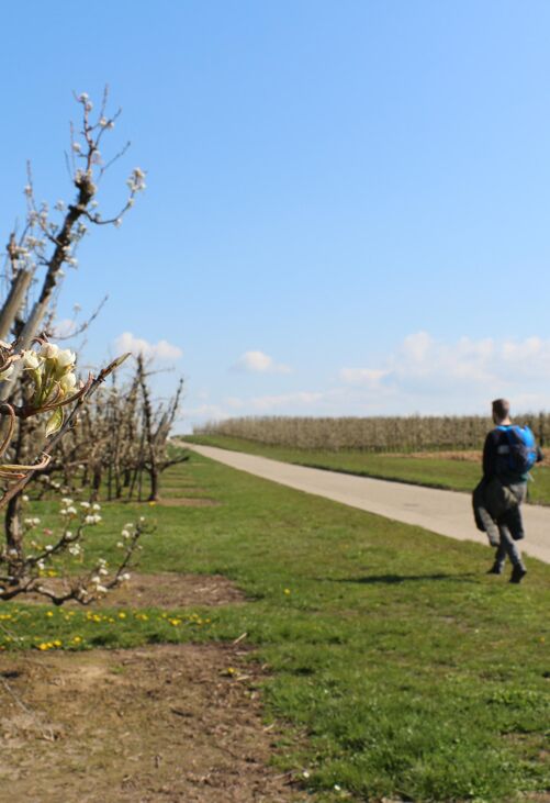Wandelbox Fruitstreek – Heuglijke Wandeling (10 km) - Gingelom Bloesems