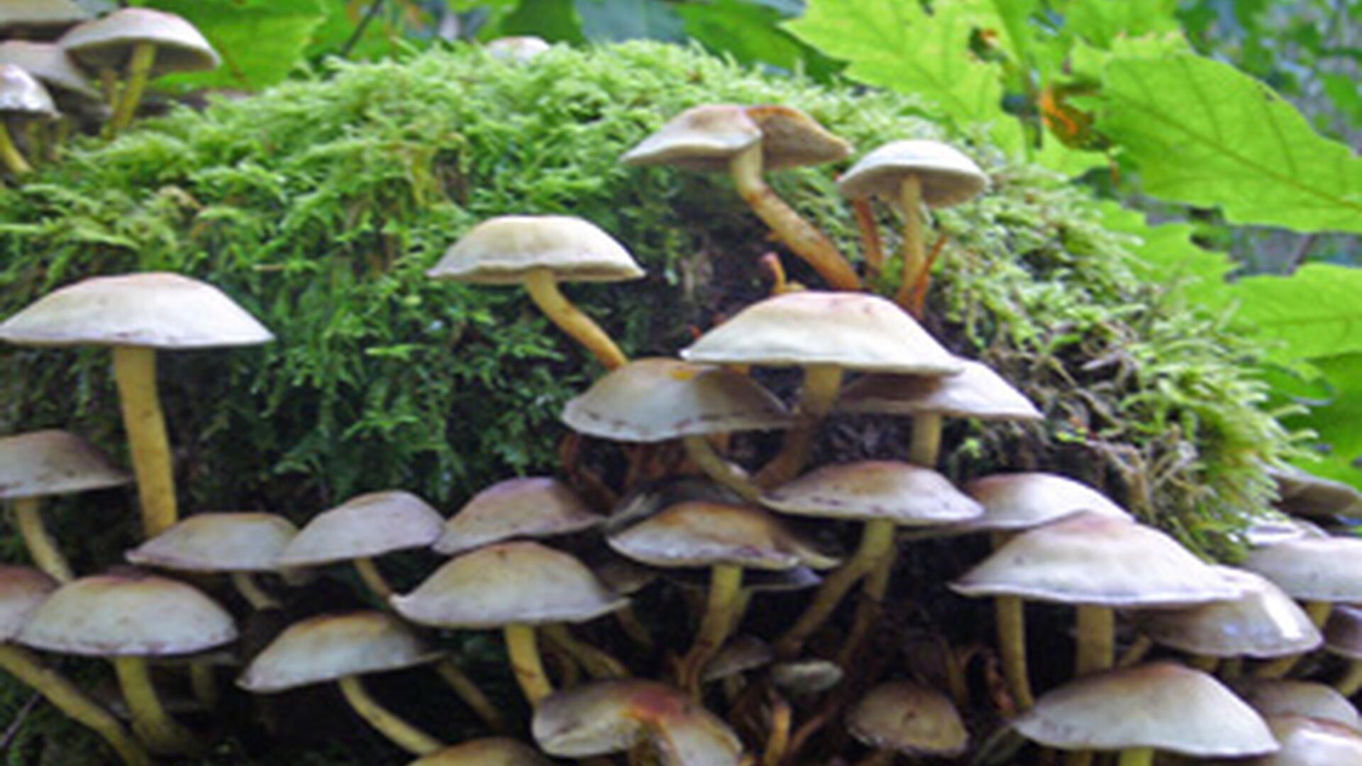 paddenstoelenwandeling Gerhagen