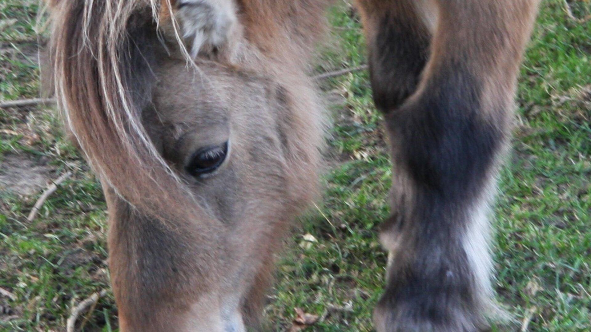 De Soerenboshoeve - Onze pony Fleurke