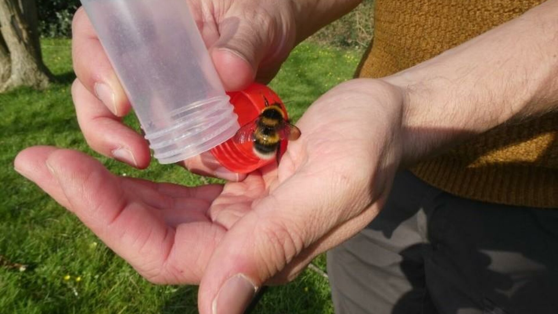 De Insectenzomer | Op zoek naar wilde bijen in het Schulensbroek (Lummen)