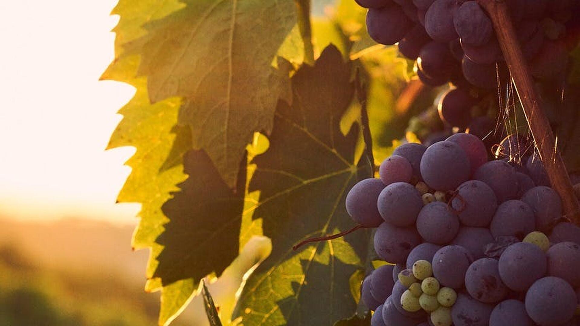 Druivenoogst en wijnproeven - een heerlijke themawandeling
