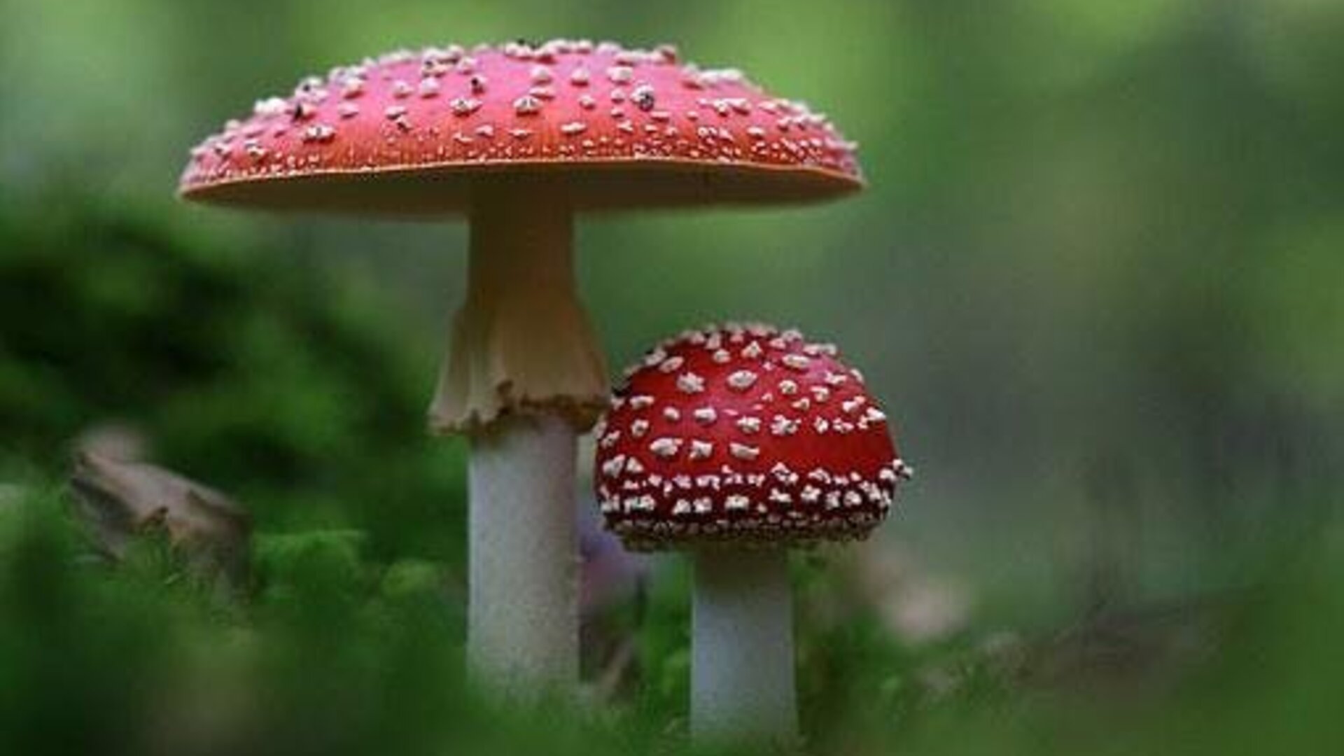 Natuurspeurdertjes - over kabouters en paddenstoelen