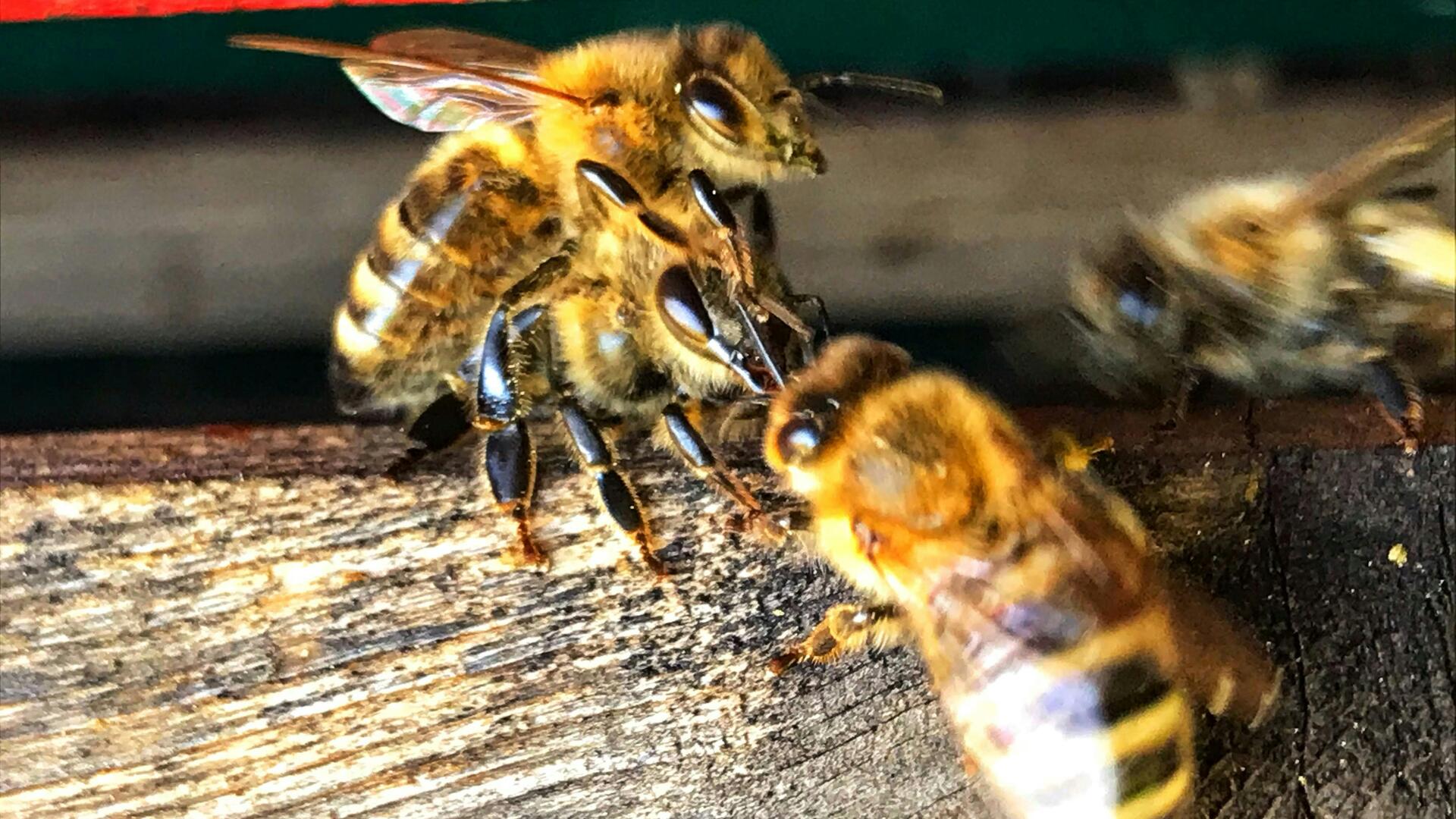 Bijen aan de ingang van de bijenkast