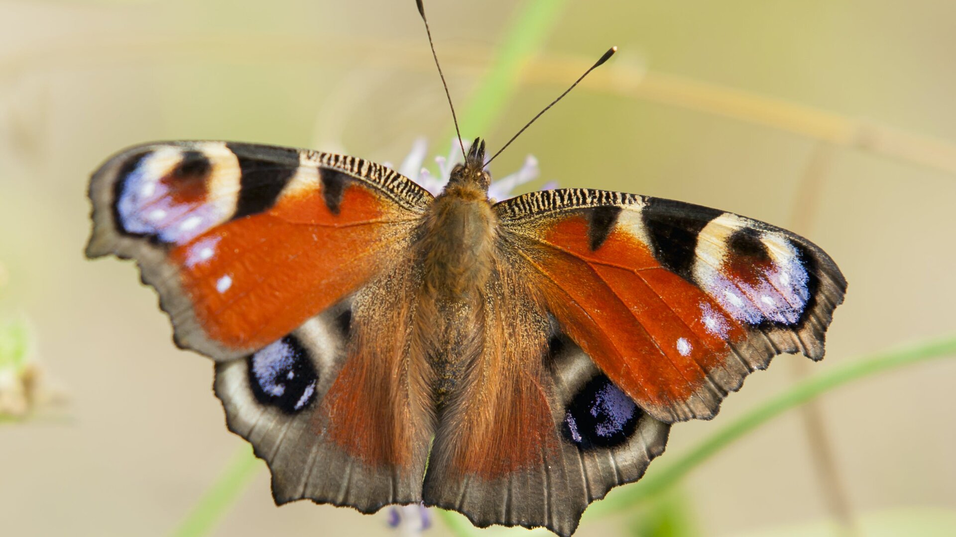 Dagpauwoog vlinder