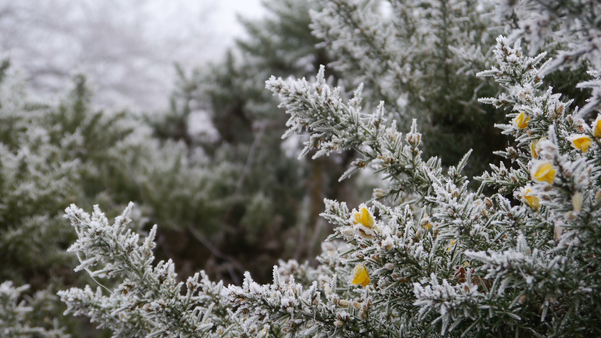 Gaspeldoorn in de winter - De Maten - © Jos Bollen