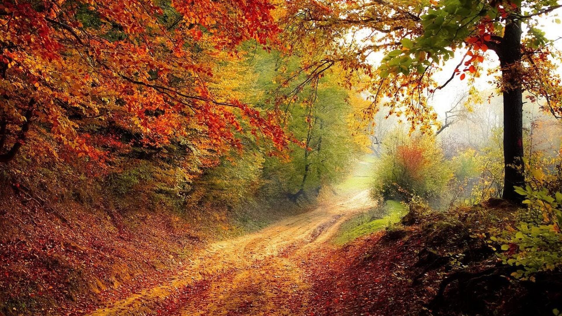 Herfstwandeling - herfstkleuren in het bos