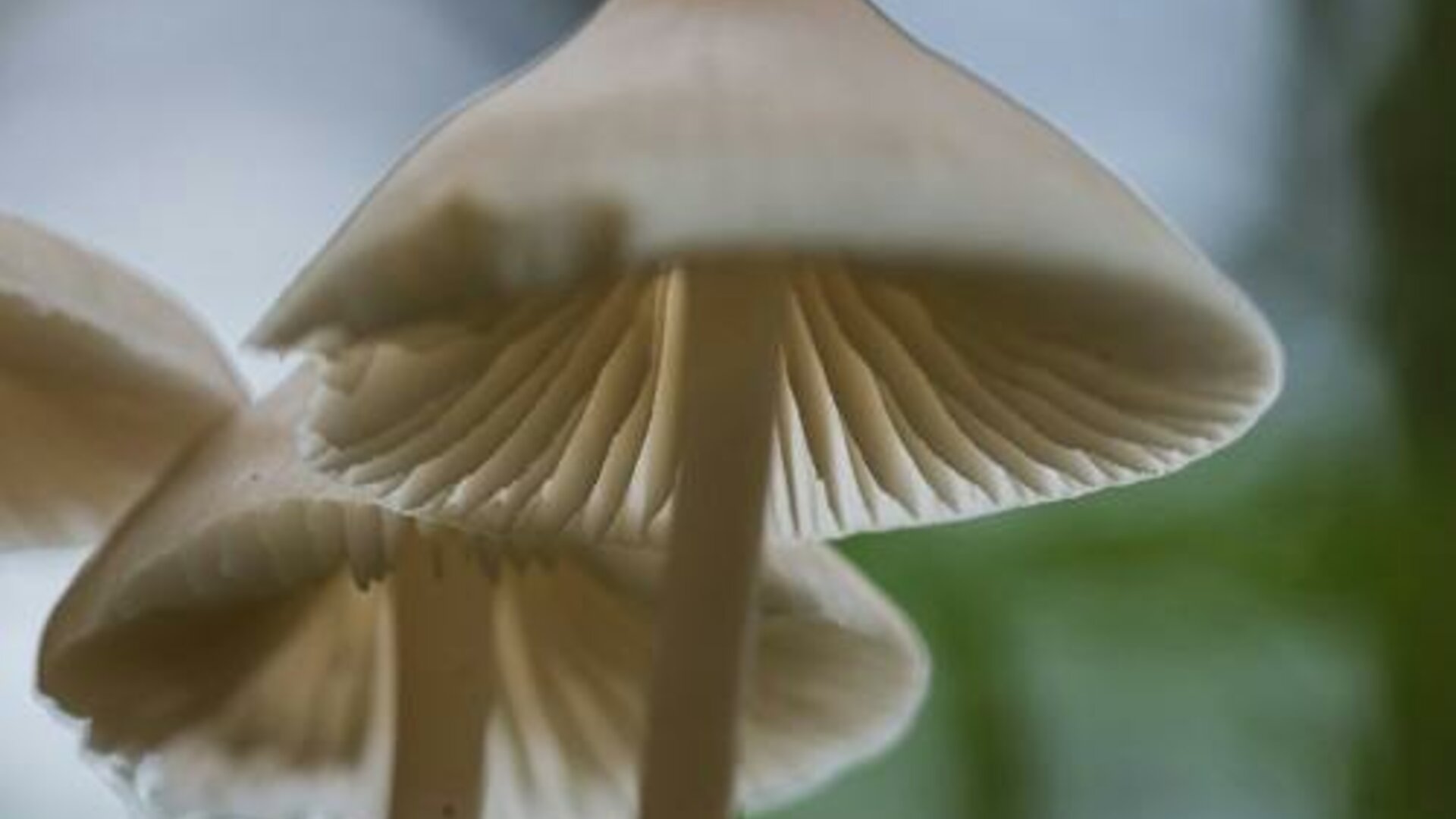 Speuren naar paddenstoelen