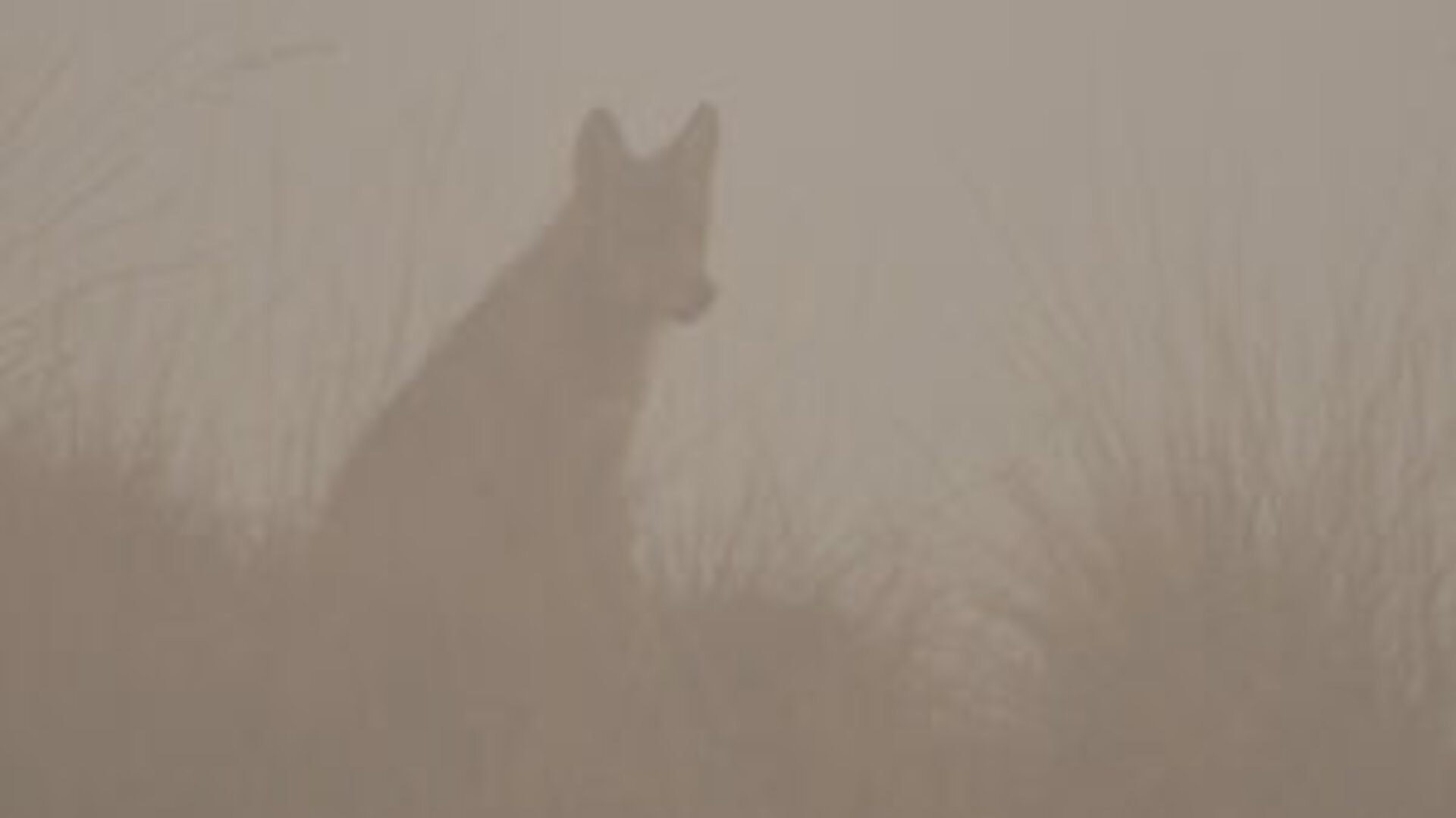 In het spoor van de wolf, foto: Ernesto Zvar, ANB