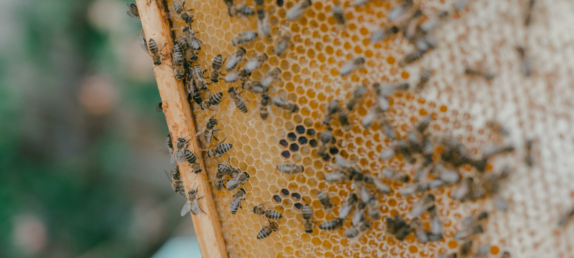 Bezoek aan de bijenhal op domein Kiewit - De bijenhal