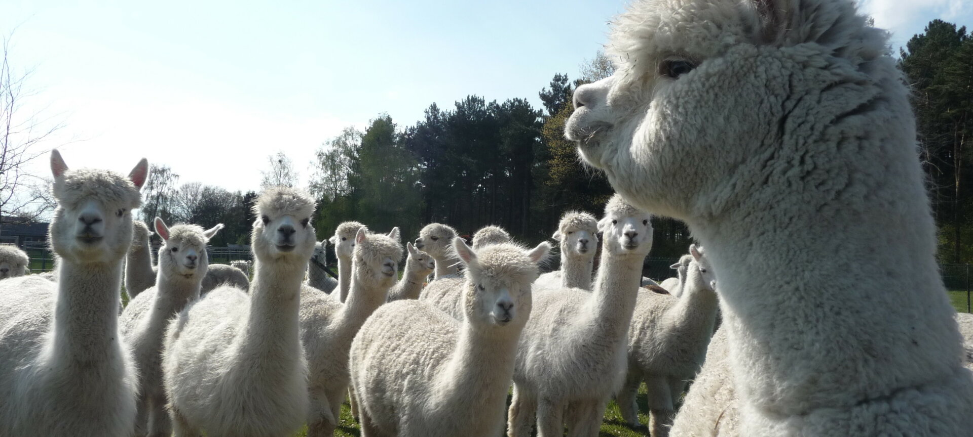 De Alpacaboerderij Bocholt - Alpaca's