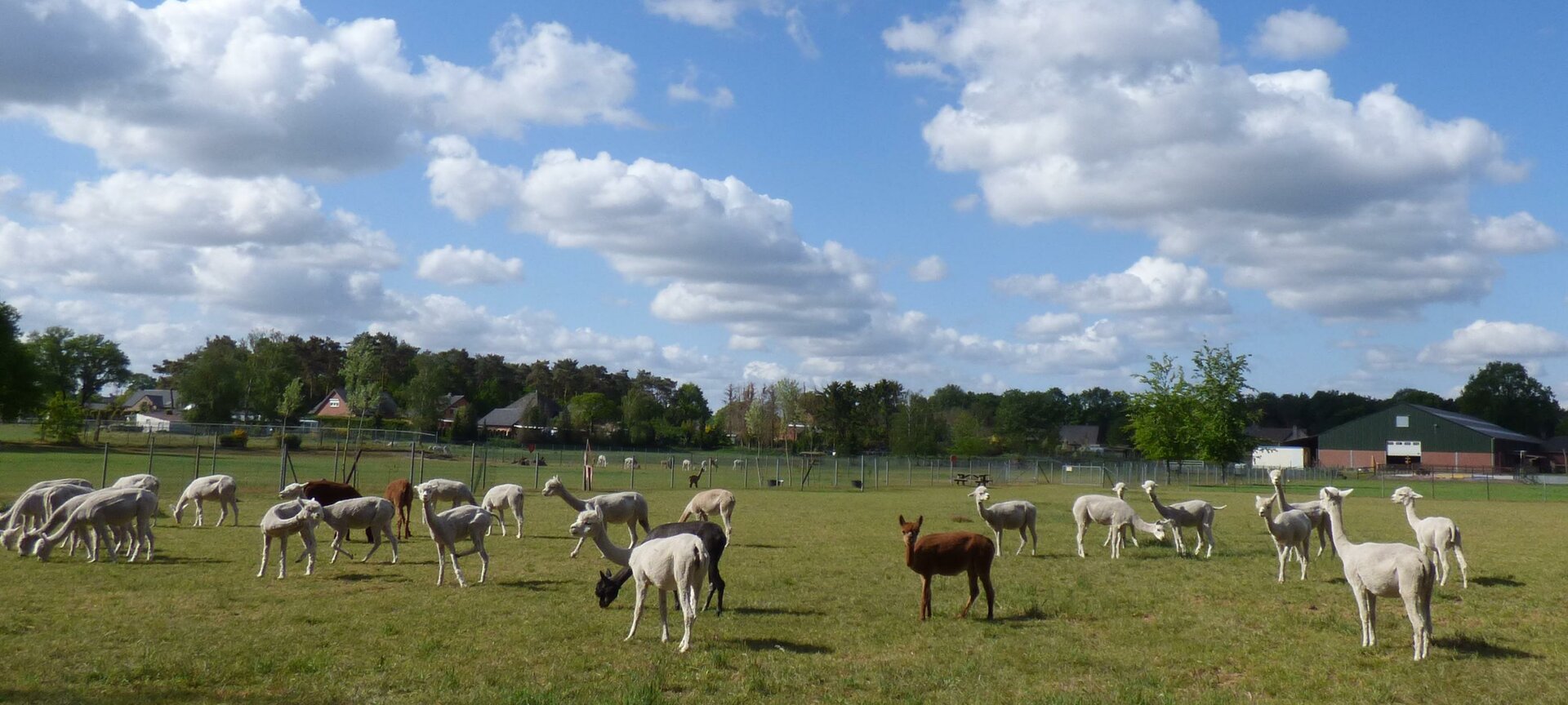 De Alpacaboerderij Bocholt - Weide