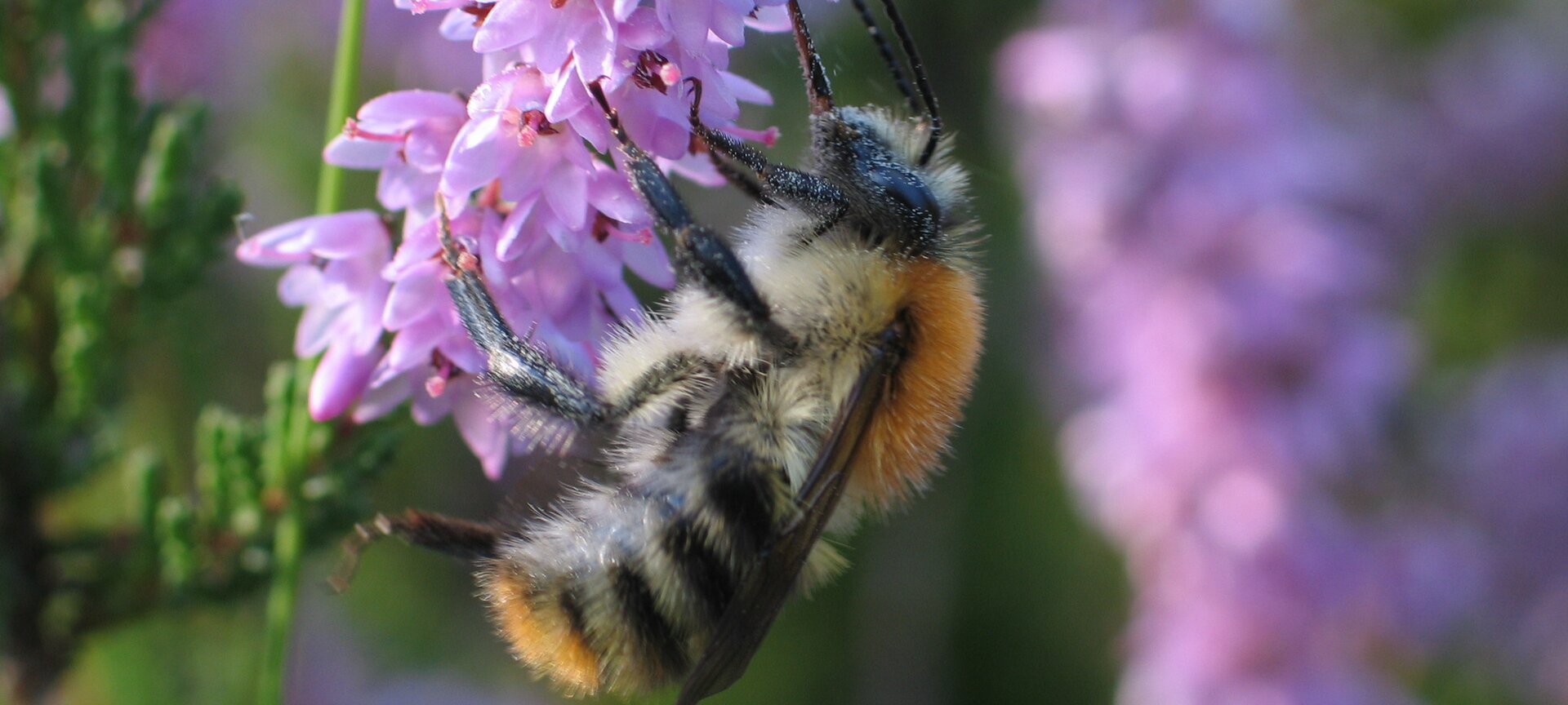 Educatieve bijenstand en allergievriendelijke tuin 'Op 't Sonnis' - Educatieve Bijenstand Op't Sonnis