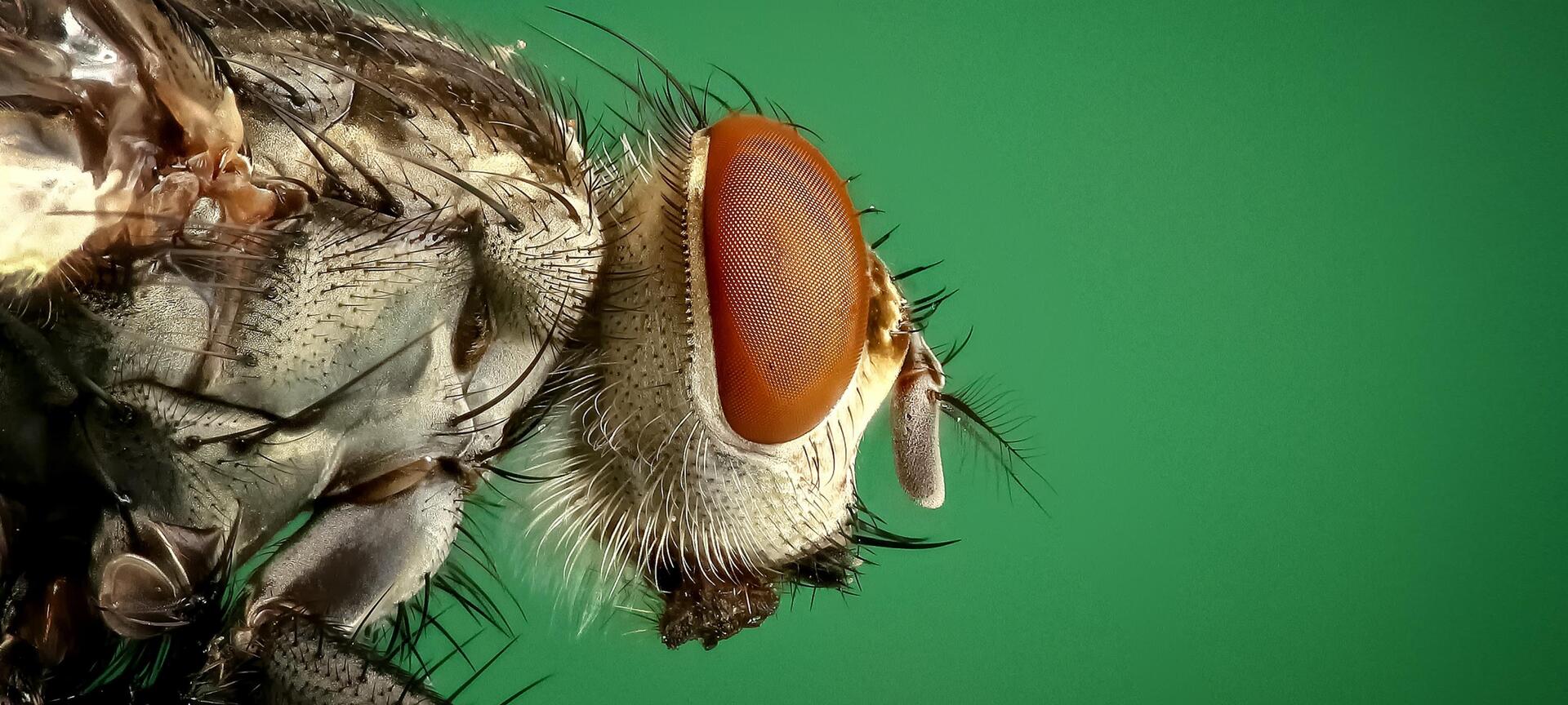 Entomopolis "Fascinerende microkosmos" - Insect