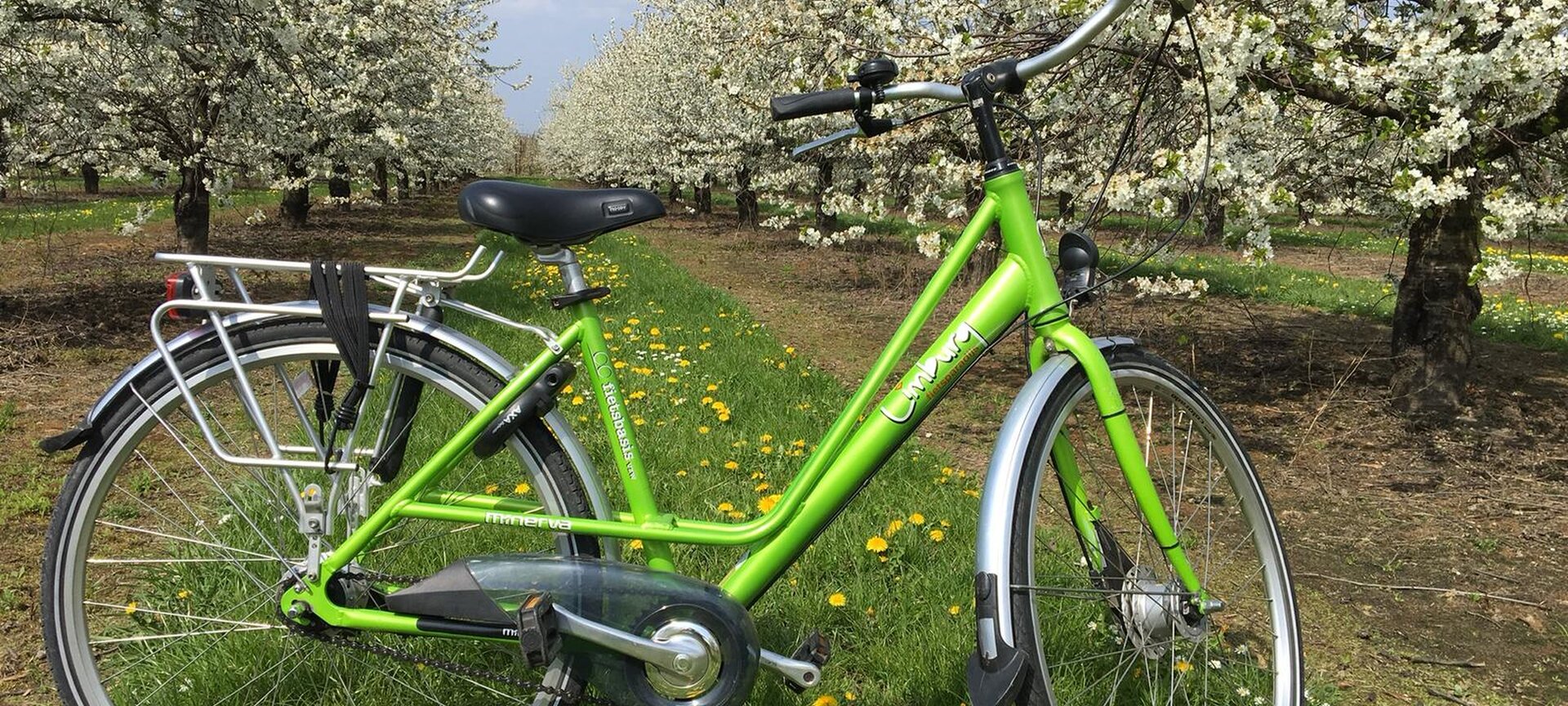 Fietsverhuur Fietspunt Sint-Truiden (station) - Groene fiets tussen bloesems Sint-Truiden