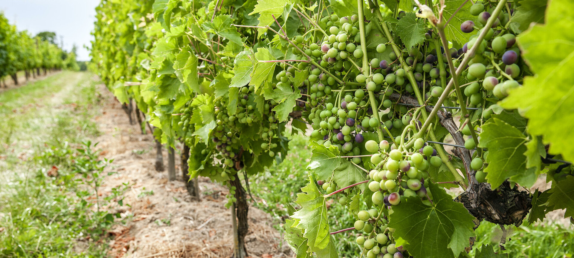 Jerom winery - wijngaard