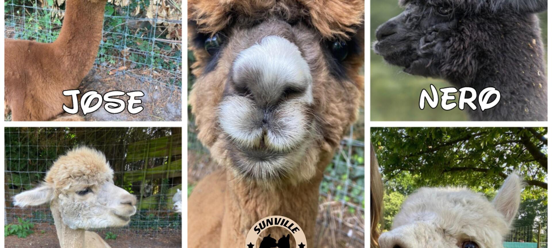 Meet & Greet met de Alpaca's - De alpaca's