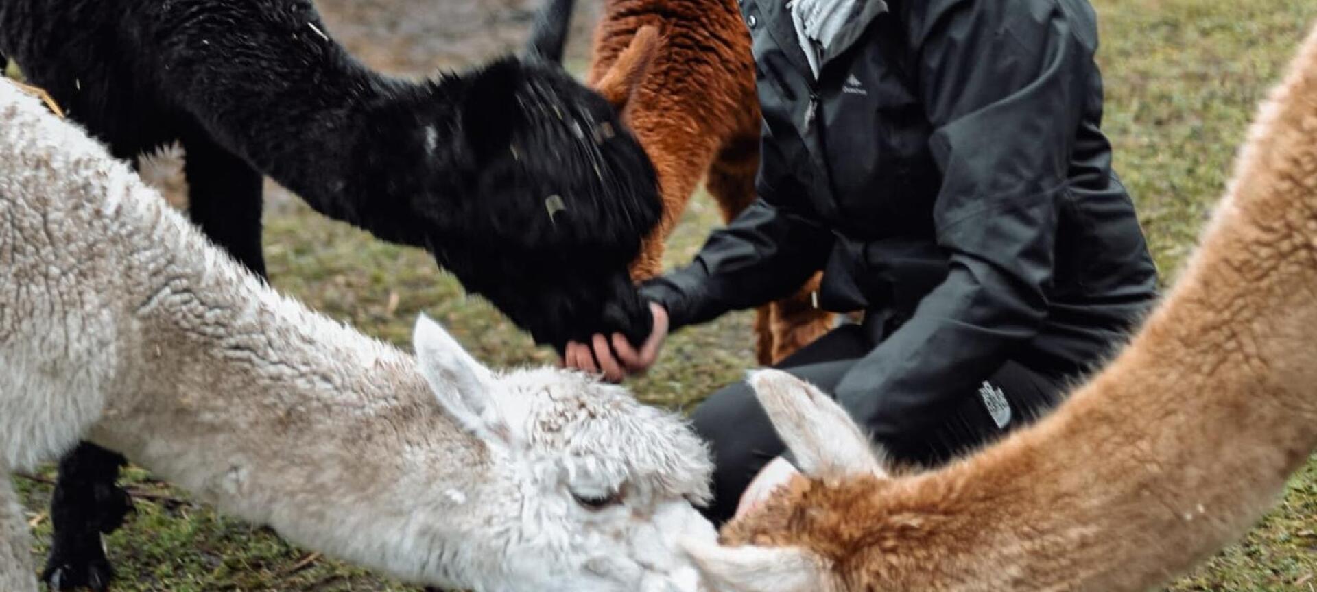 Meet & Greet met de Alpaca's - Inge Hermans en de alpaca's
