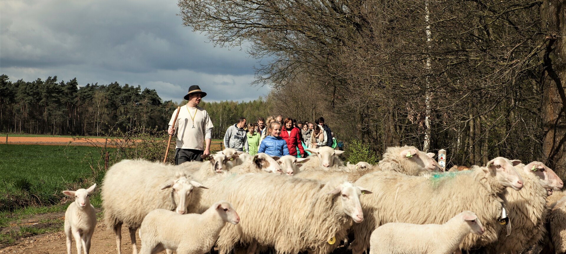 Picknickwandeling met de herder en zijn schapen - Picknickwandeling met schapen