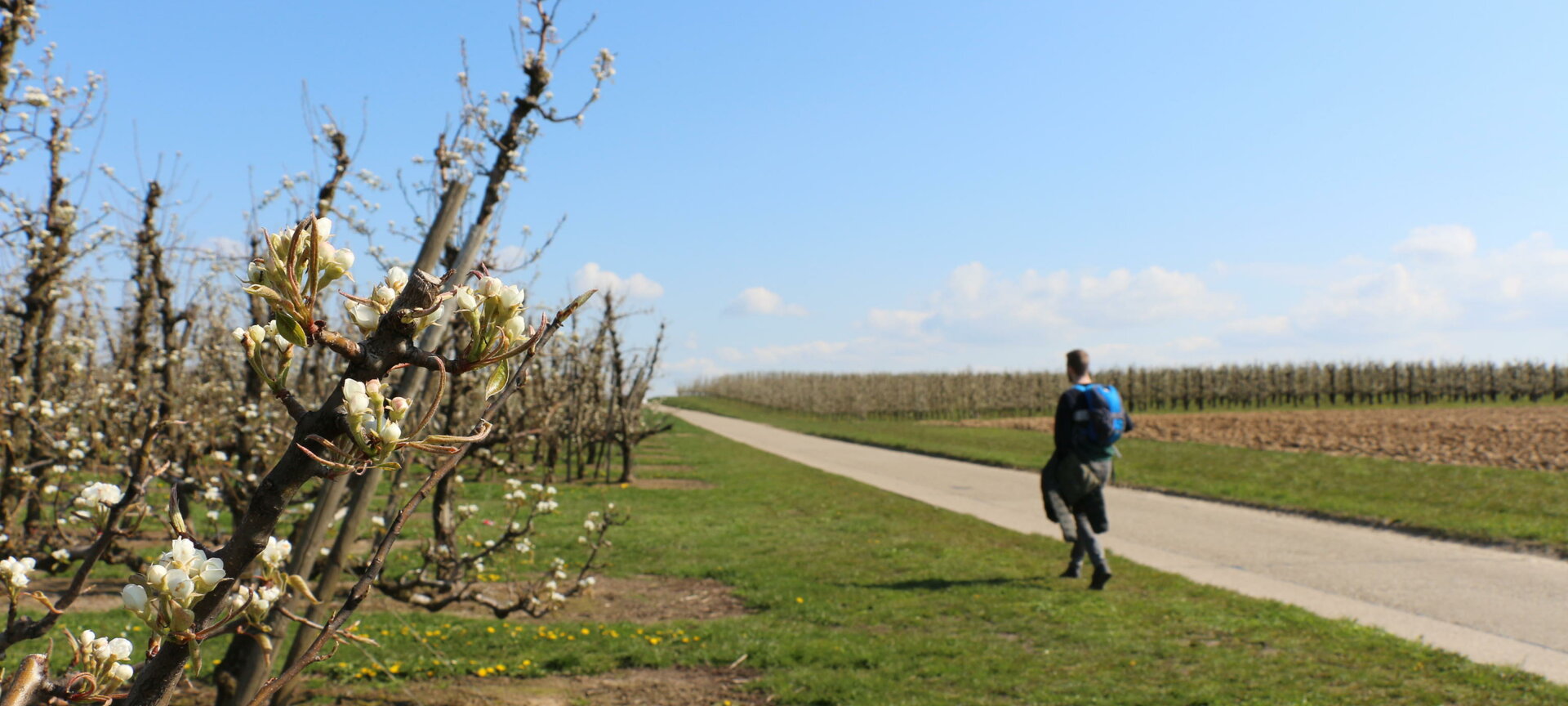 Wandelbox Fruitstreek – Gepassioneerde wandeling (18 km) - Gingelom Bloesems