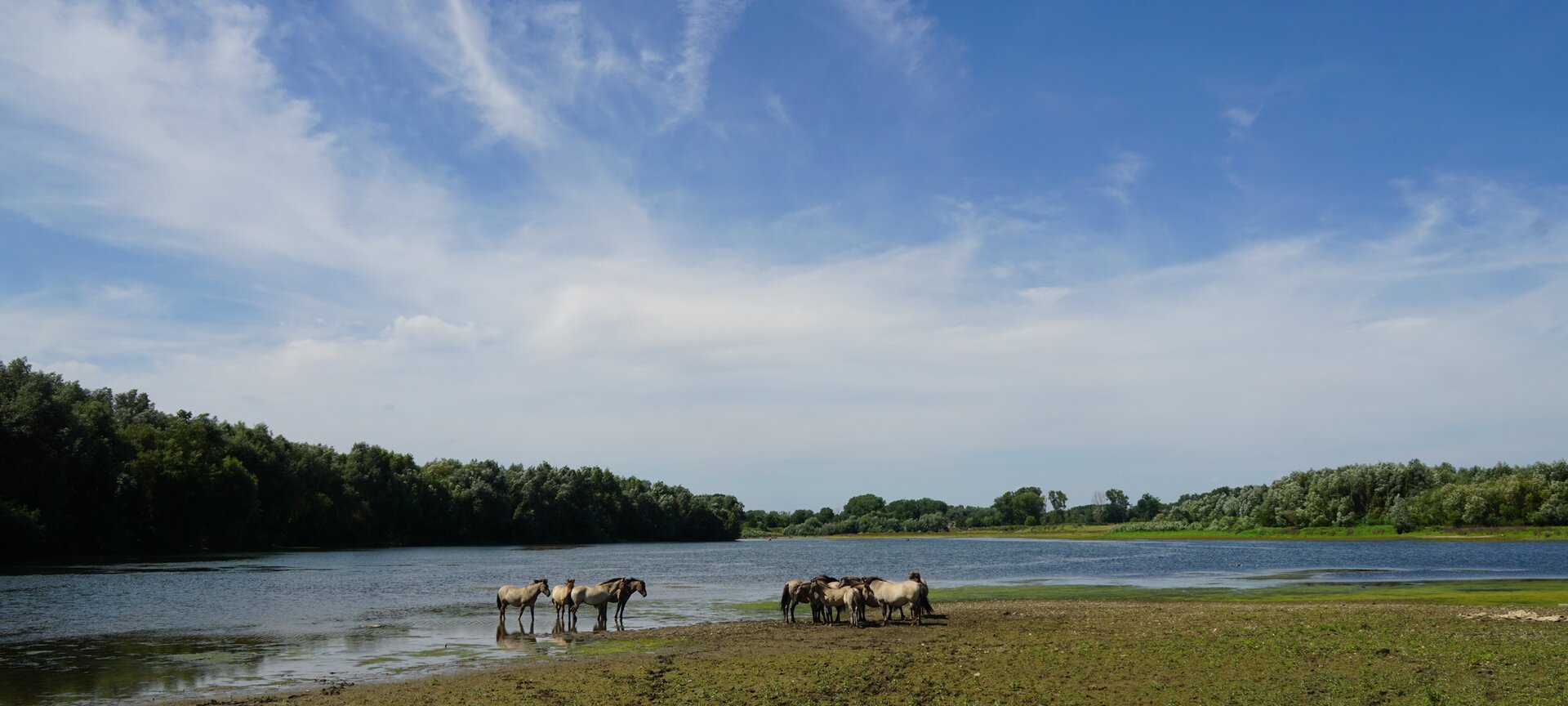 Wandelen in Limburg: streekkaart Maasvallei - Zicht op Konikpaarden in het RivierPark Maasvallei