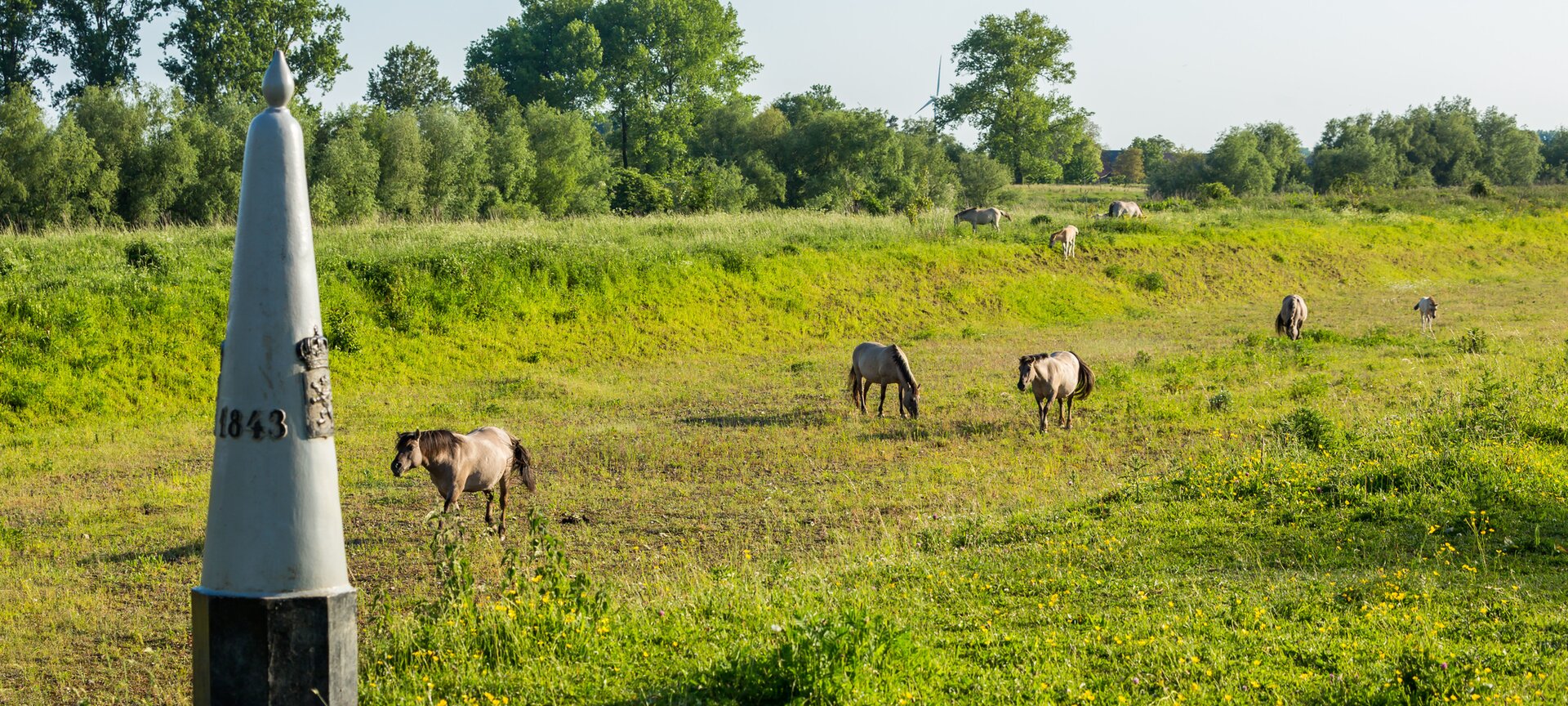 Wandelgebied Leut - Konikpaarden in natuurgebied Mazenhoven.