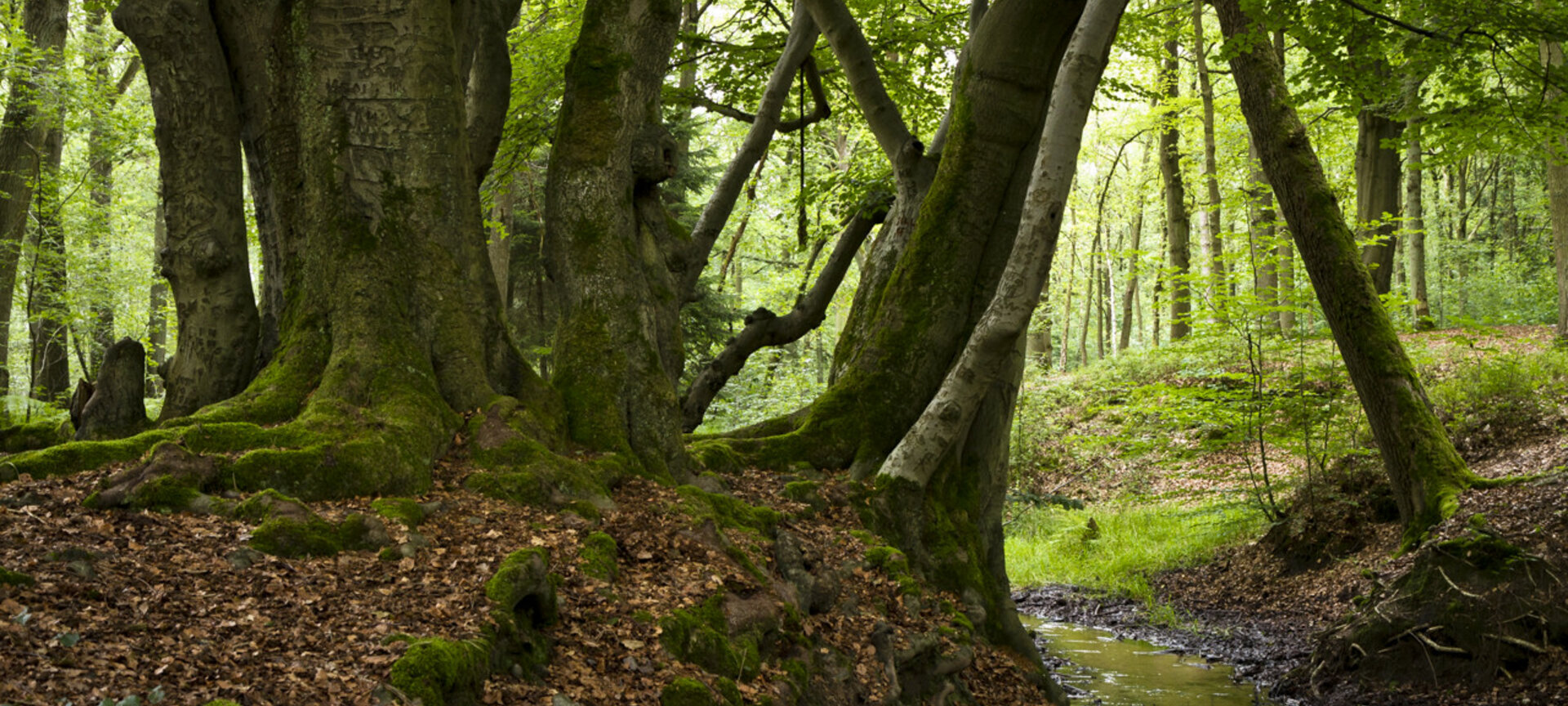 Wandelgebied Lieteberg - Geniet van de stilte in het bos