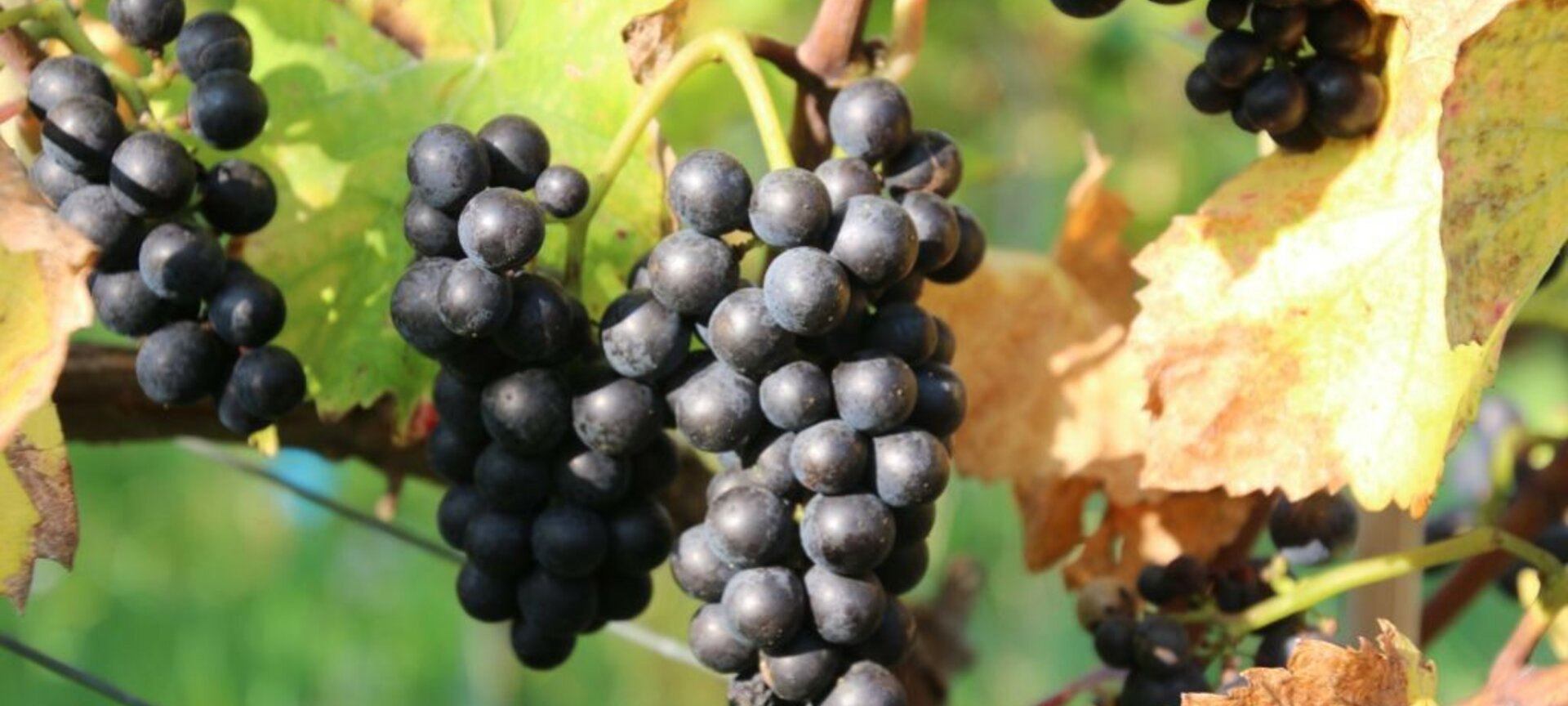 Wijndomein De Caybergh - Wijngaard Pinot Noir