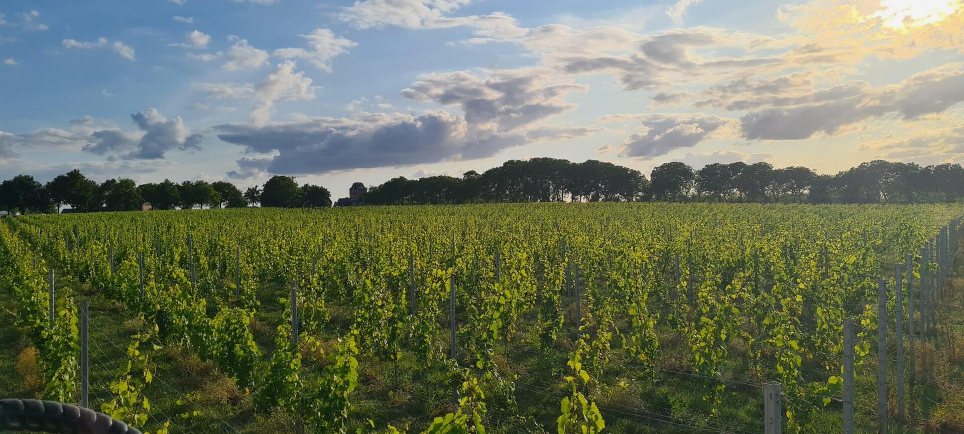 Wijndomein Montepertini - De wijngaard
