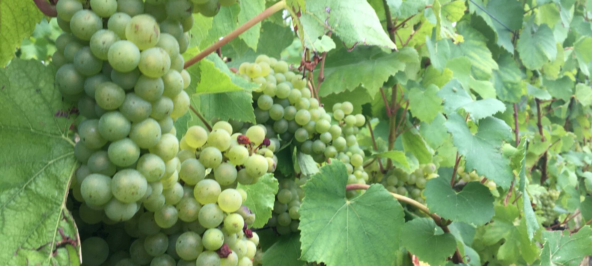 Wijndomein Vlijtingen bv - Chardonnay druiven in 2022