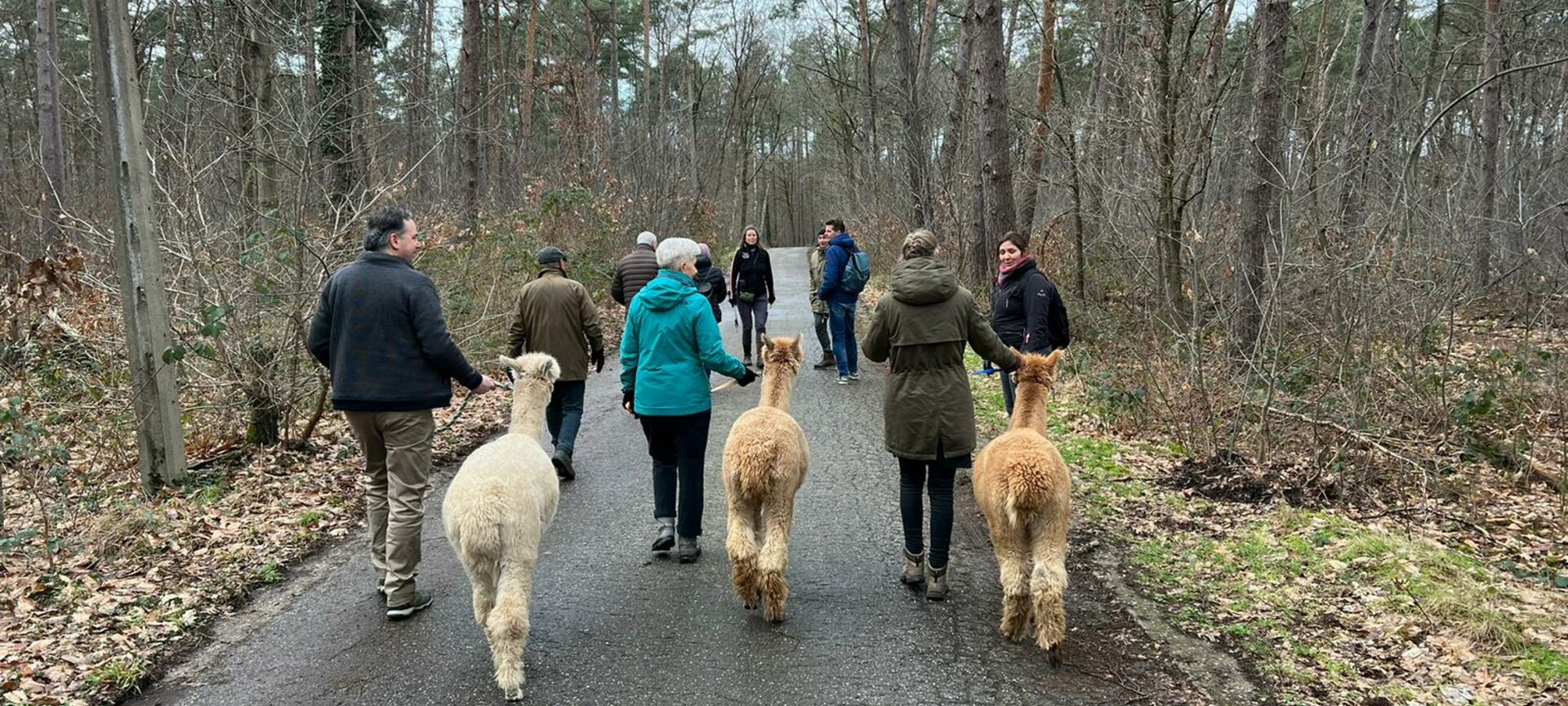 alpaca wandelingen en therapiesessies - alpacawandeling