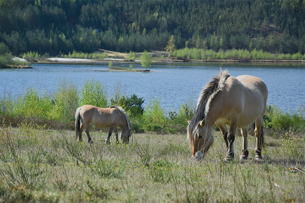 Konikpaarden aan de Kikbeekbron in het Nationaal Park Hoge Kempen