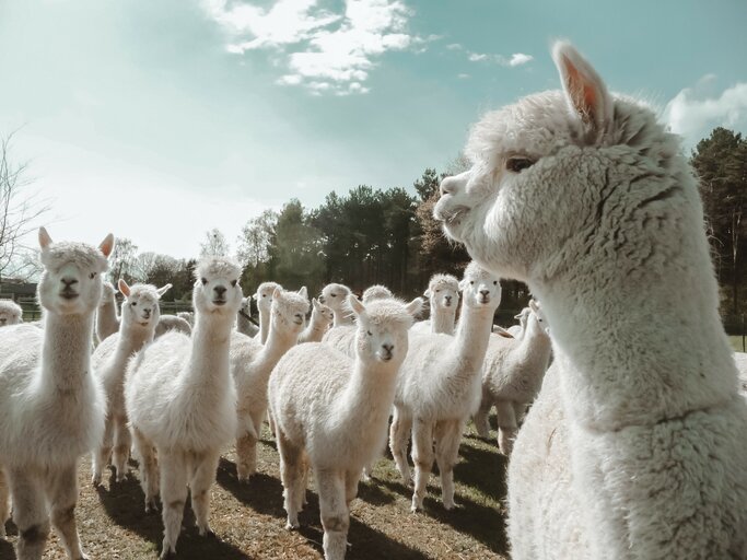 alpaca's op de alpacaboerderij in bocholt