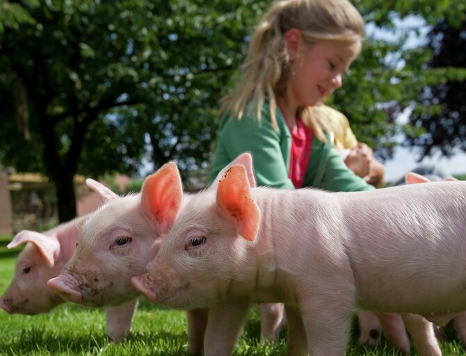 Kids playing with piglets on the kids farm © Koen De Langhe