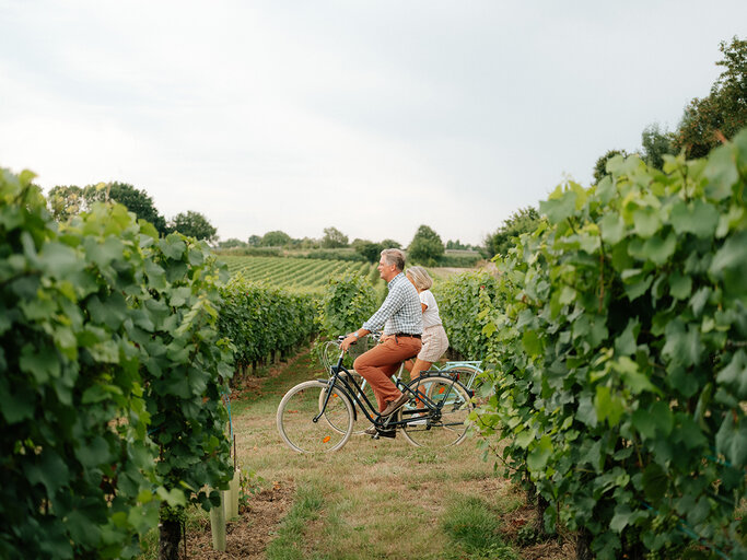 Cyclisme à travers les vignobles du château viticole de Genoels-Elderen à Riemst