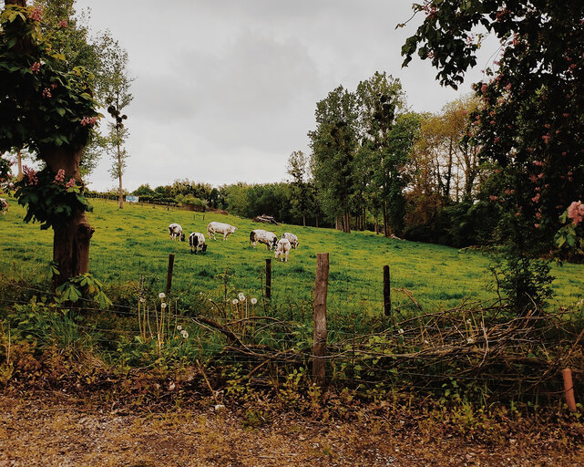 Koeien in een weiland in Hoeselt