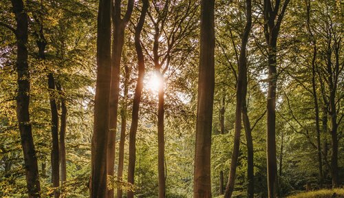 Vier de Week van het Bos in de Limburgse bossen